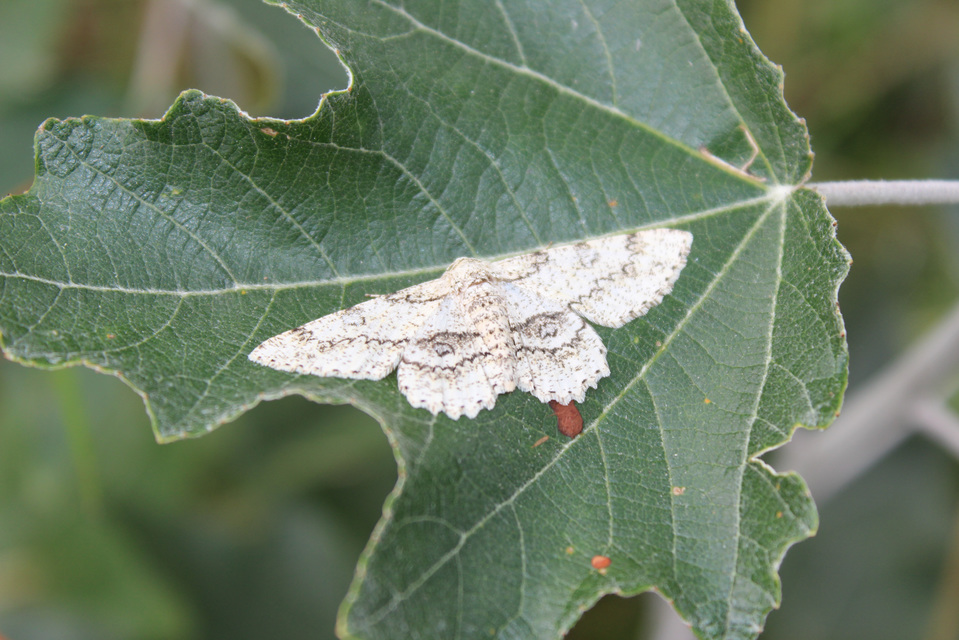 Ascotis selenaria - holdas faaraszoló