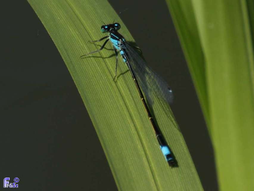 Ischnura elegans