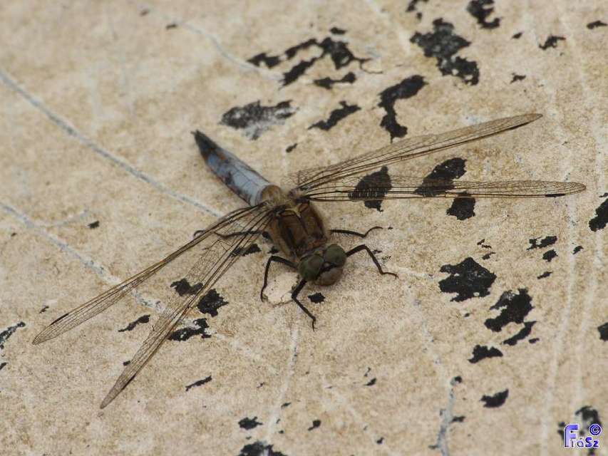 Orthetrum cancellatum - feketefarkú pásztorszitakötő