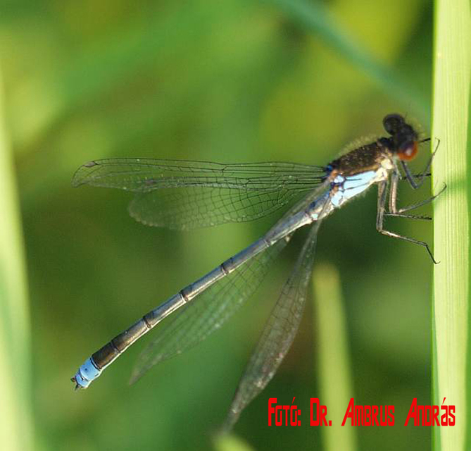 Erythromma najas - nagy pirosszemű-légivadász Erythromma najas - nagy pirosszemű-légivadász