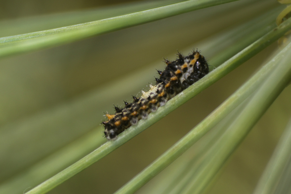 Papilio machaon - fecskefarkú lepke