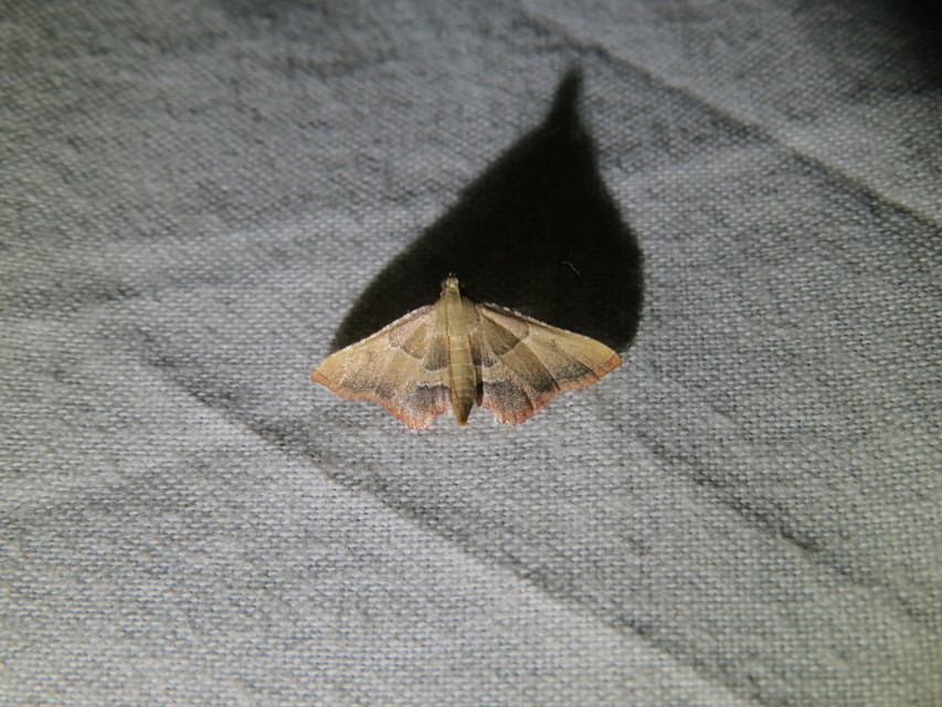 Endotricha flammealis - tüzesszárnyú fényilonca