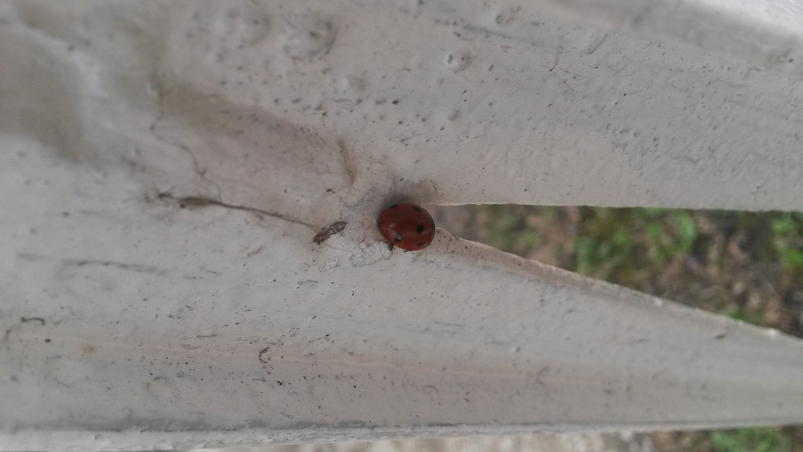 Coccinella septempunctata - hétpettyes katica