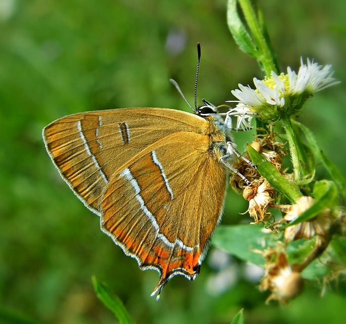 Thecla betulae - nyírfalepke