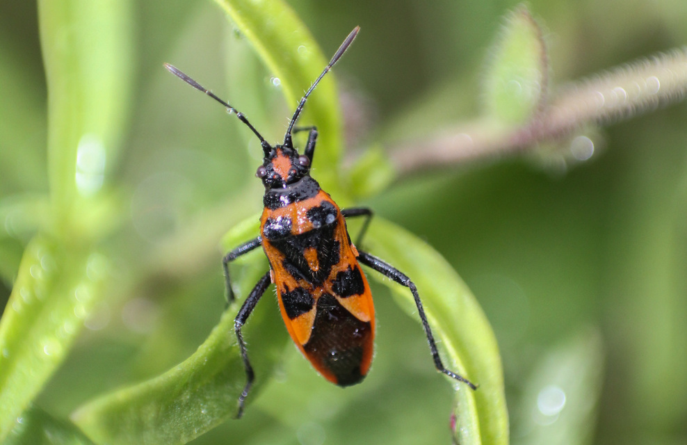 Corizus hyoscyami - piros karimáspoloska