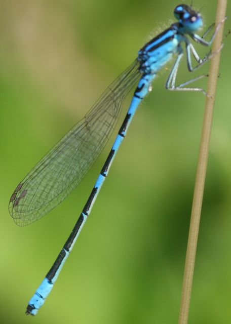Coenagrion scitulum - mediterrán légivadász