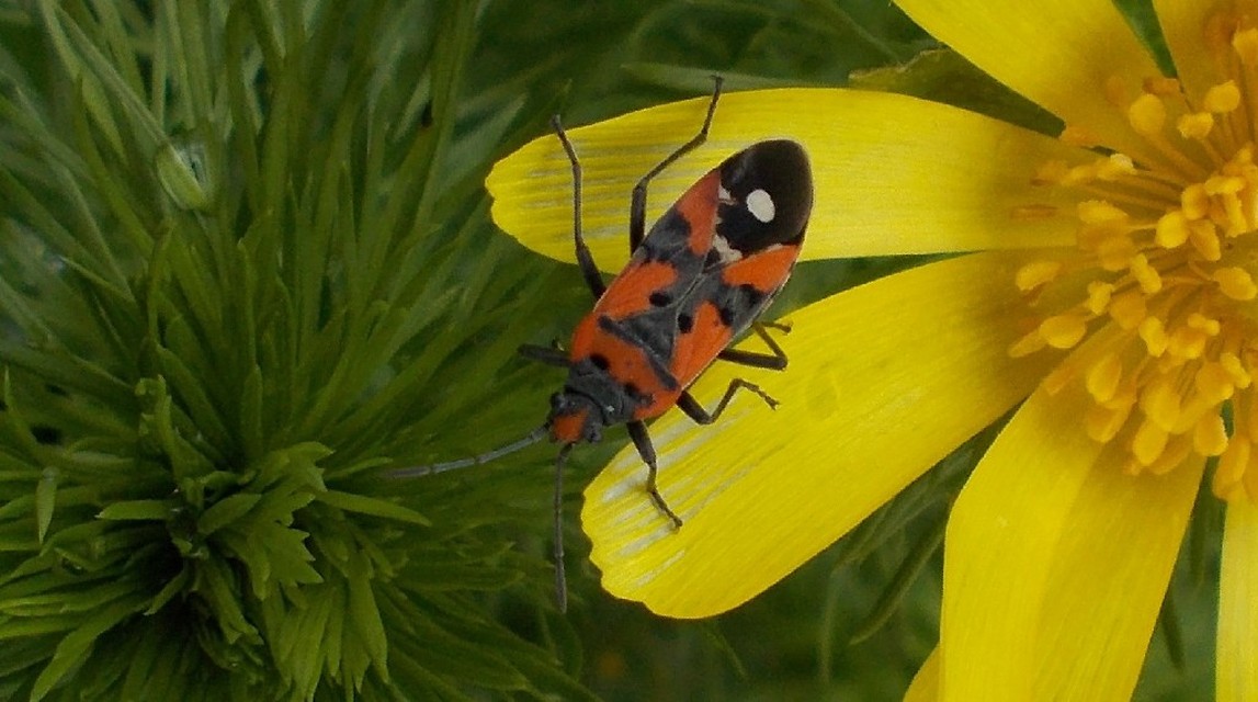 Lygaeus equestris/simulans