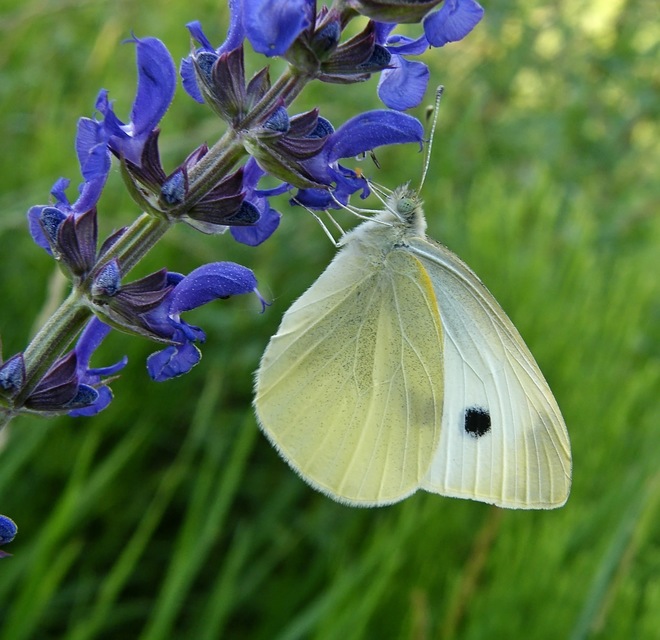 Pieris rapae - répalepke