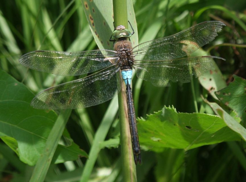 Anax parthenope - barna óriásacsa