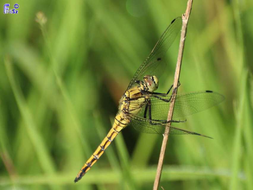 Orthetrum cancellatum - feketefarkú pásztorszitakötő