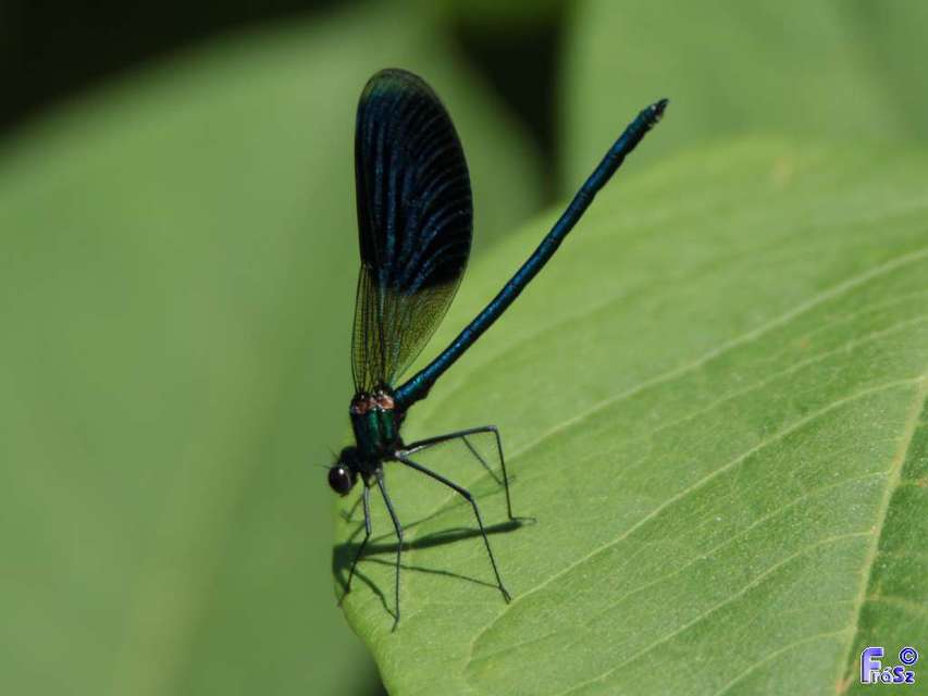 Calopteryx splendens - sávos szitakötő