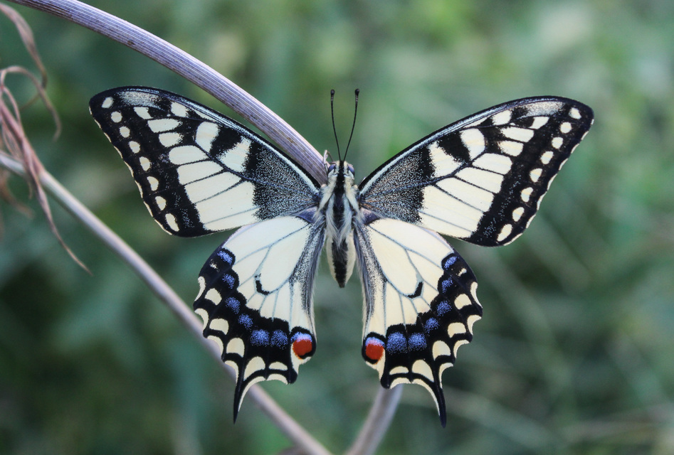 Papilio machaon - fecskefarkú lepke