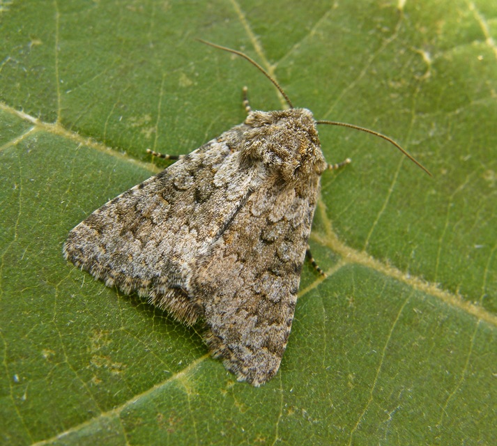 Hecatera dysodea - parajbagoly