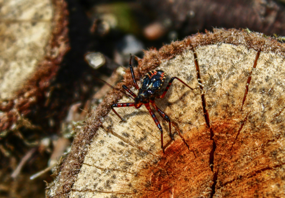 Rhynocoris iracundus - közönséges gyilkospoloska