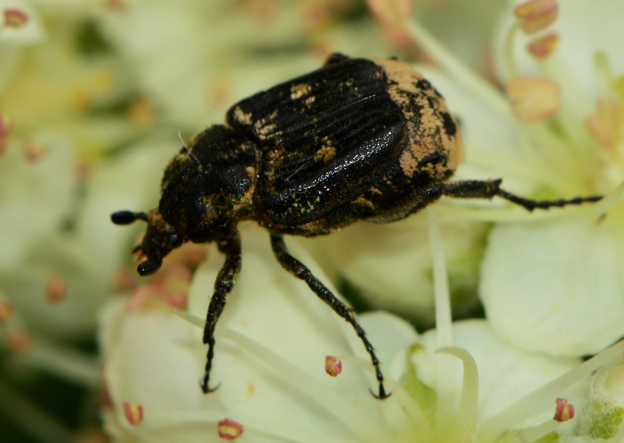 Valgus hemipterus - suta virágbogár