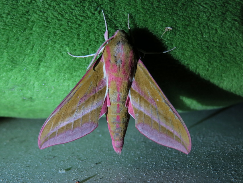 Deilephila elpenor - szőlőszender