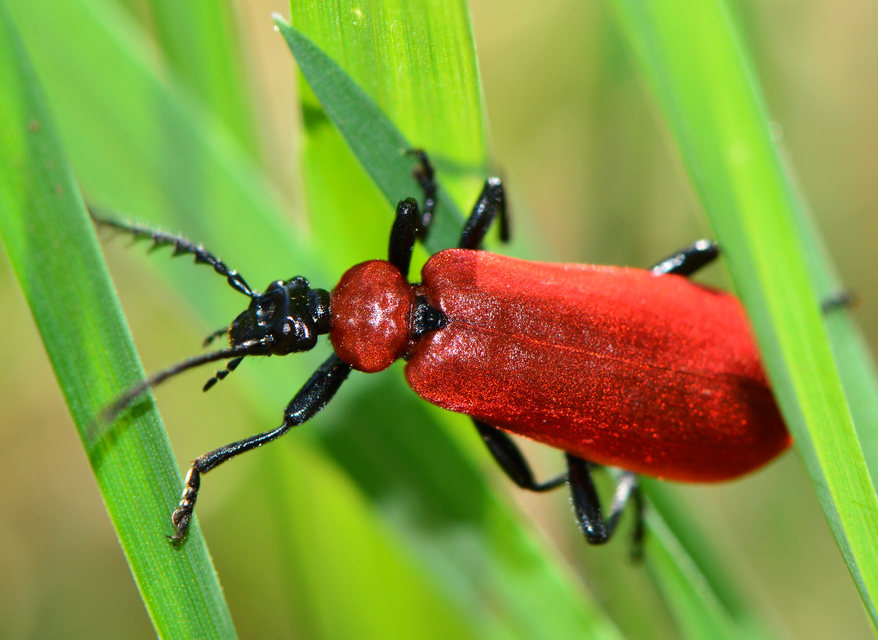 Pyrochroa coccinea - nagy bíborbogár