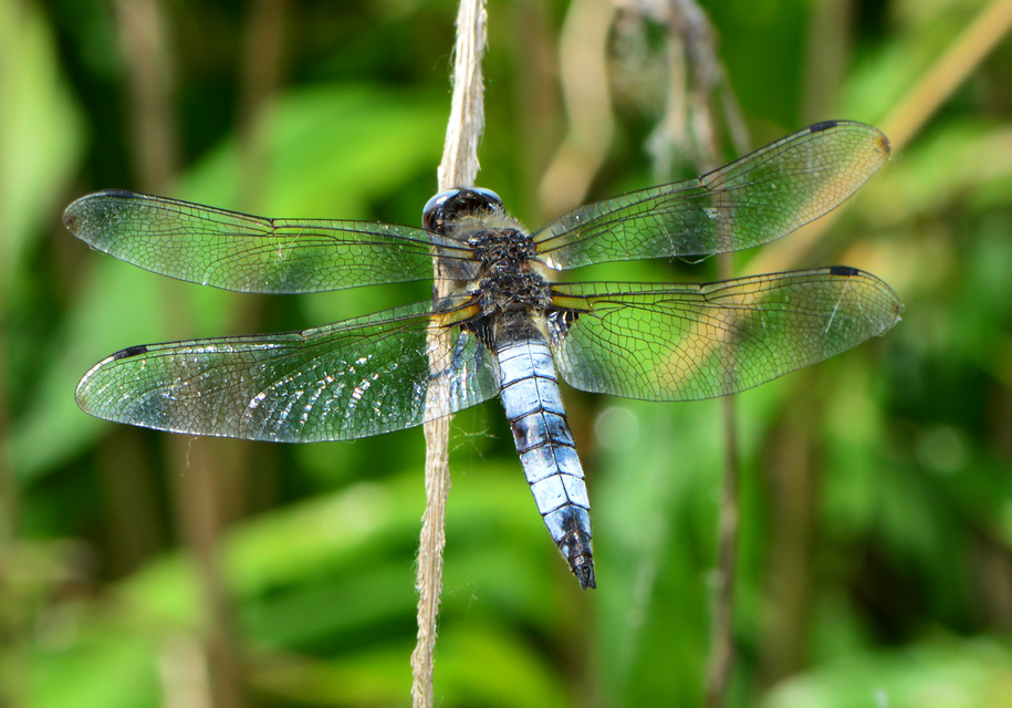 Libellula fulva - kisfoltos laposacsa