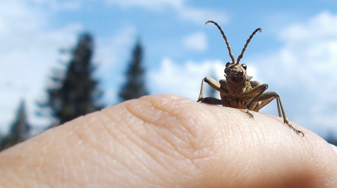 Rhagium mordax - cser-tövisescincér