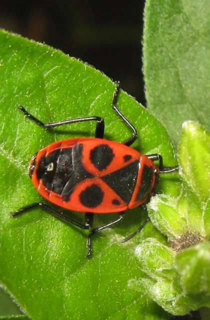 Pyrrhocoris apterus - verőköltő poloska