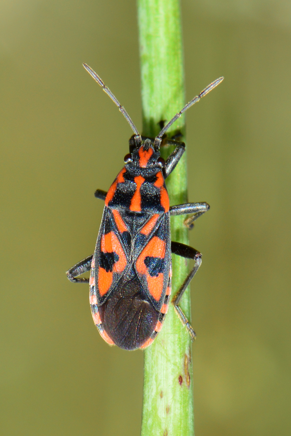 Spilostethus saxatilis - virágbodobács
