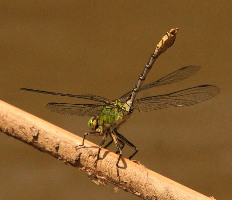 Ophiogomphus cecilia - zöld folyami-szitakötő