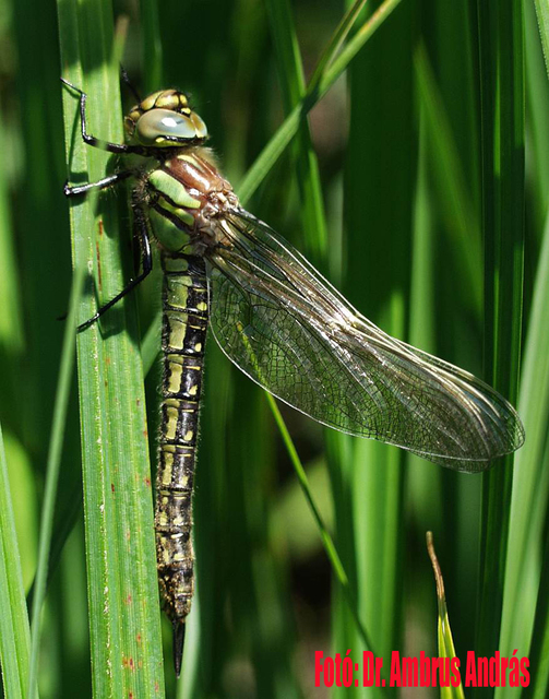 Brachytron pratense - szőrös karcsúacsa