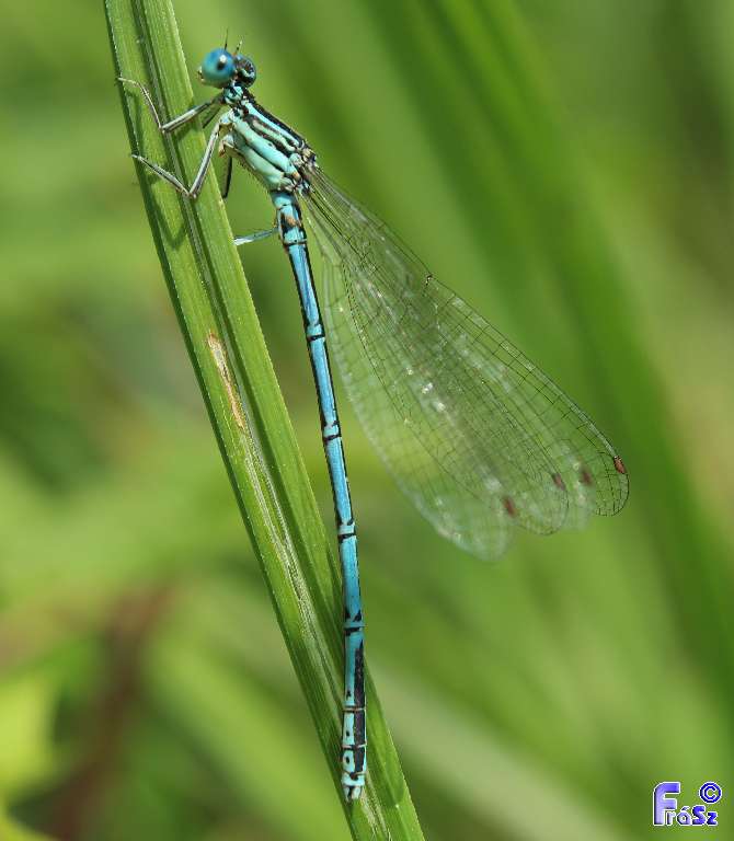 Platycnemis pennipes - széleslábú szitakötő