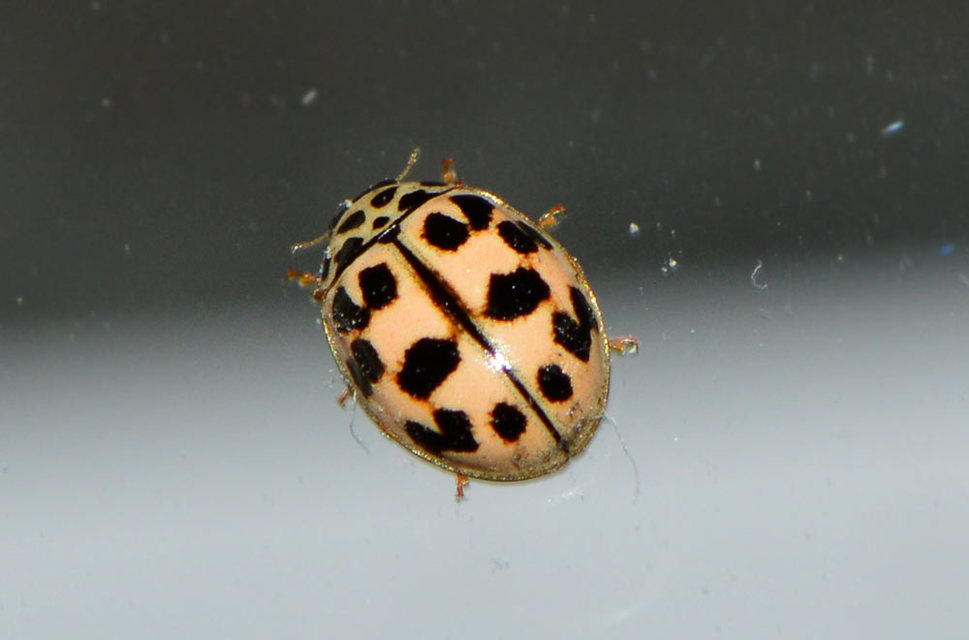 Oenopia conglobata - rózsás katica