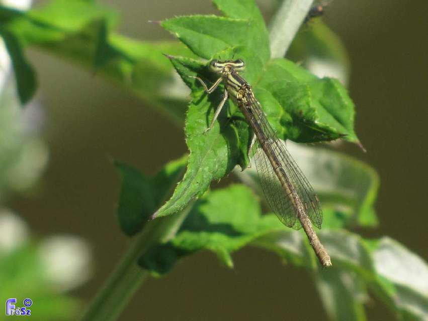 Platycnemis pennipes - széleslábú szitakötő