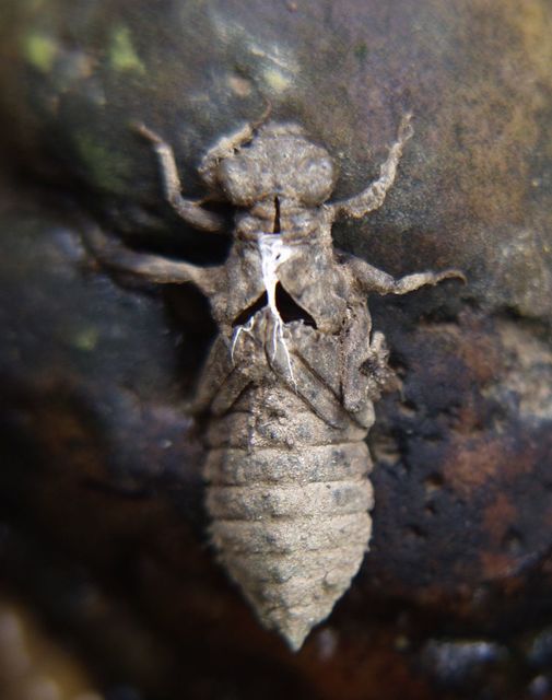 Onychogomphus forcipatus - gyűrűs folyami-szitakötő