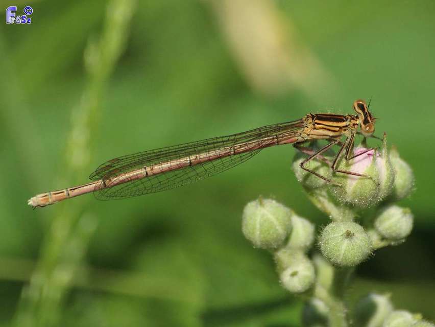 Platycnemis pennipes - széleslábú szitakötő