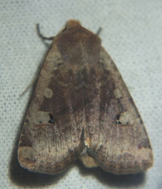 Conistra erythrocephala - vörösfejű őszibagoly