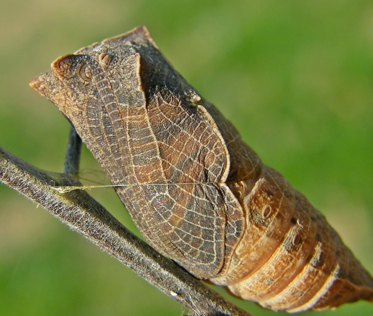 Iphiclides podalirius - kardoslepke