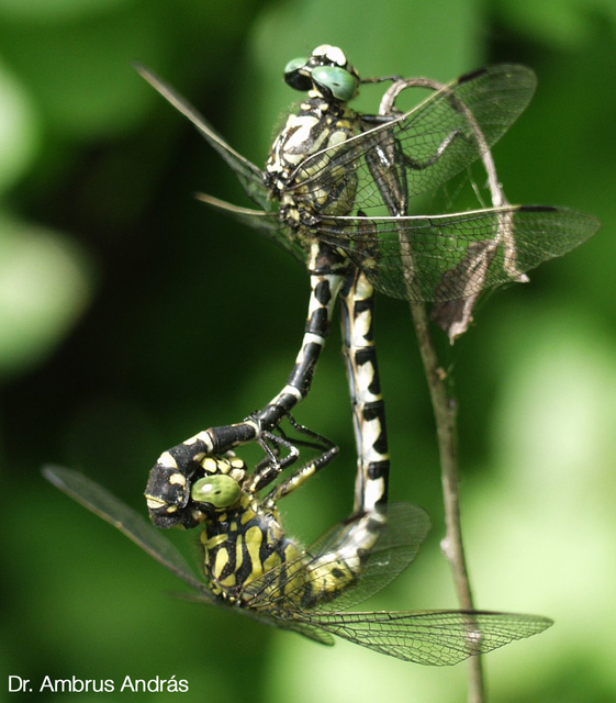 Onychogomphus forcipatus - gyűrűs folyami-szitakötő