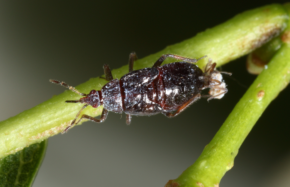 Anthocoris gallarumulmi - szilgubacs-virágpoloska Anthocoris gallarumulmi - szilgubacs-virágpoloska