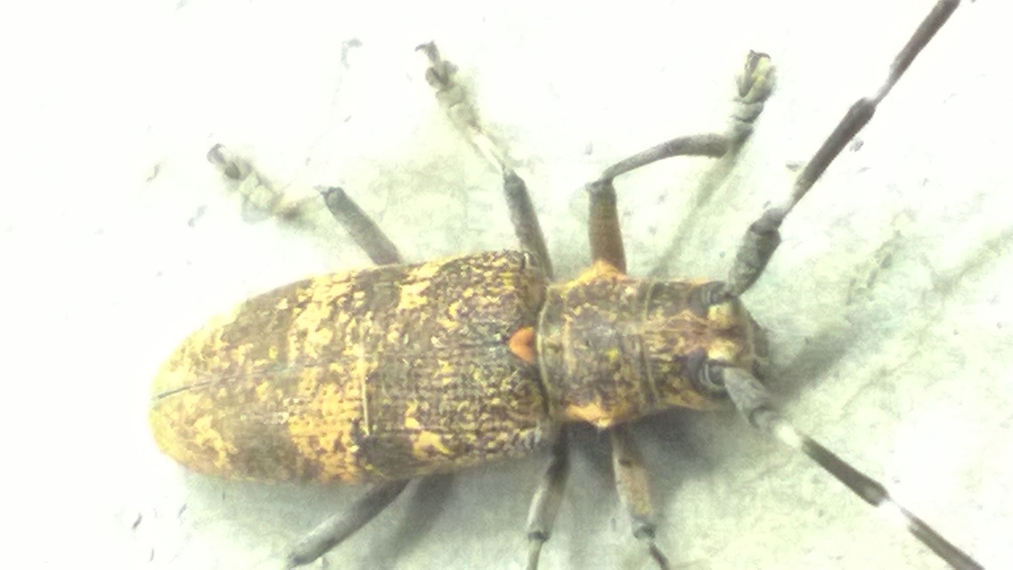 Monochamus galloprovincialis pistor - foltos fenyvescincér