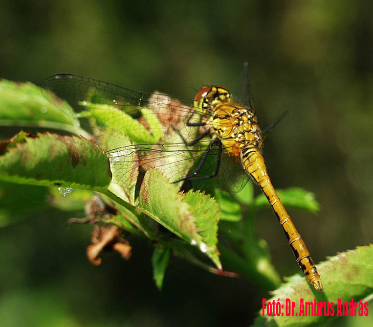 Sympetrum sanguineum - vörös katona-szitakötő