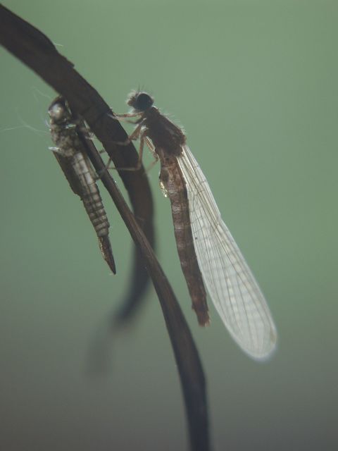 Coenagrion ornatum - díszes légivadász
