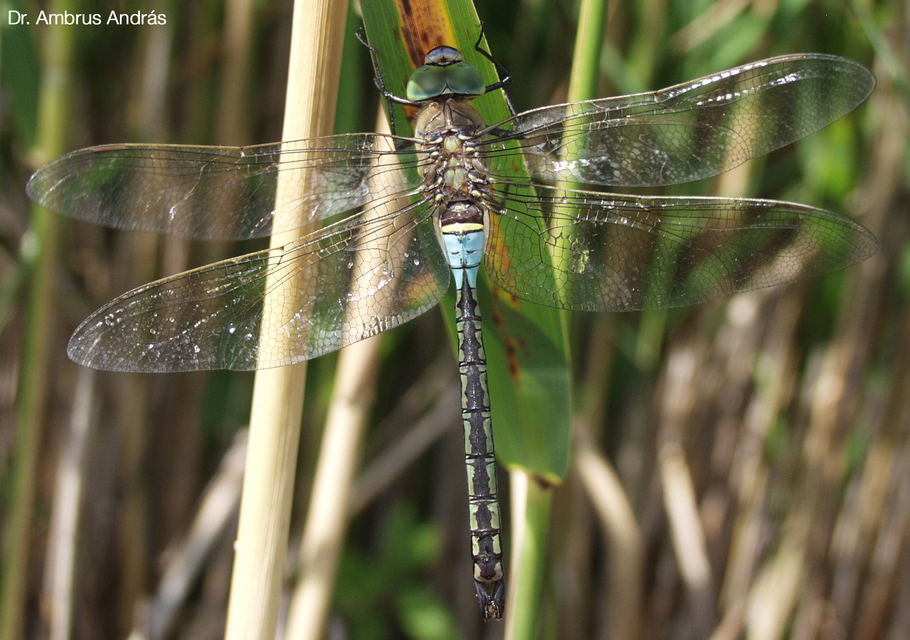 Anax parthenope - barna óriásacsa