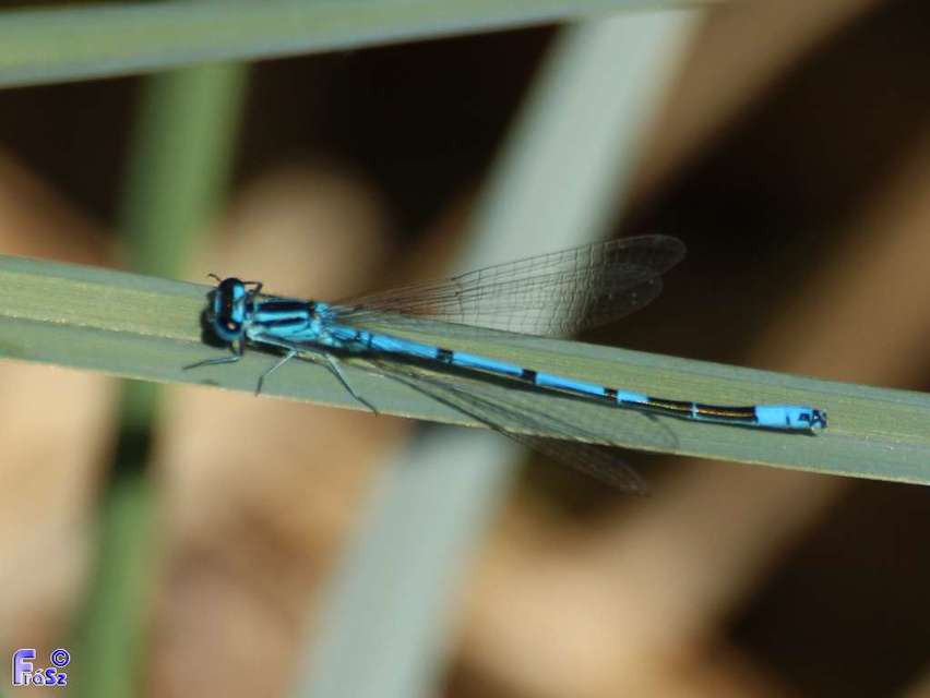 Coenagrion puella - azúrkék légivadász