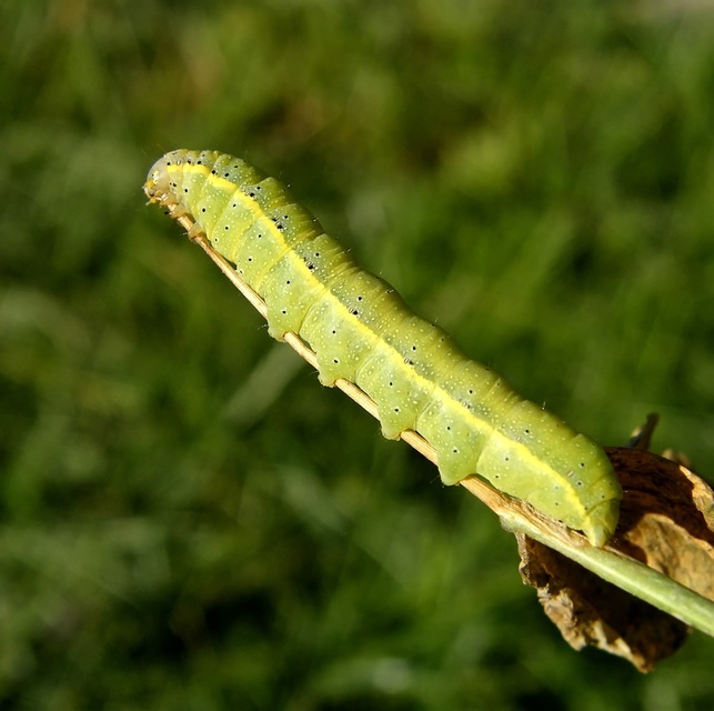Lacanobia oleracea - saláta-kertibagoly