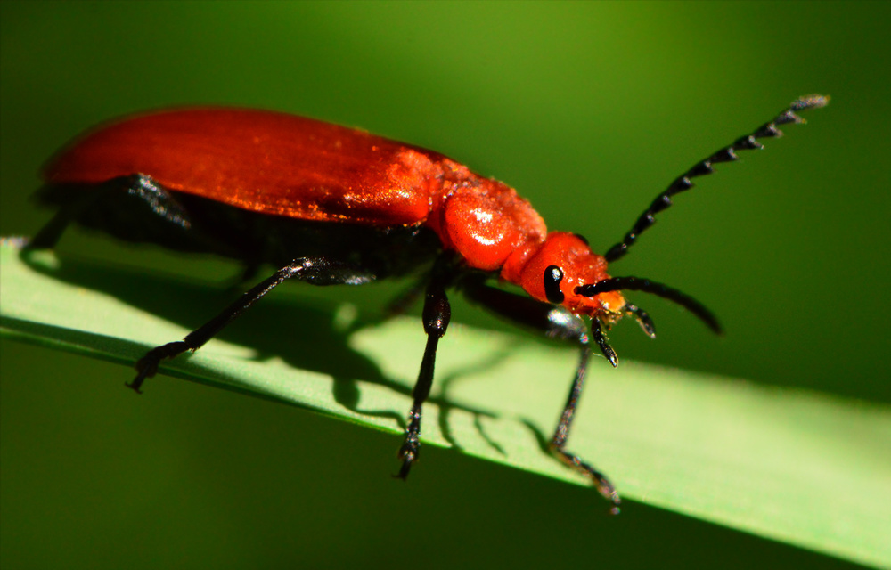 Pyrochroa serraticornis - közép-bíborbogár