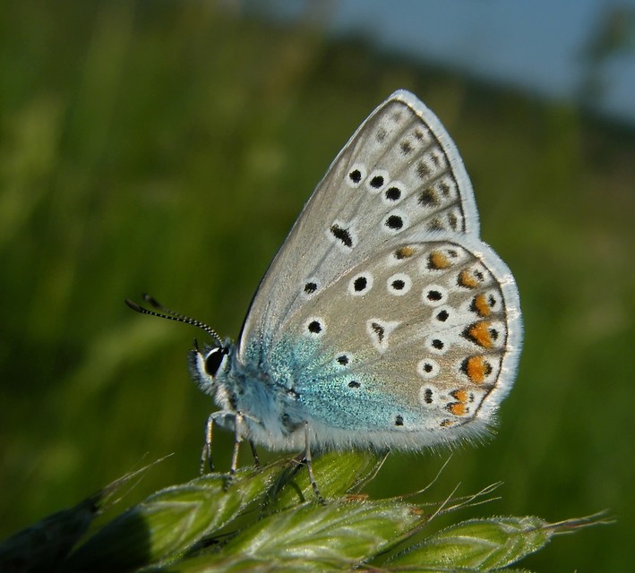 Polyommatus icarus - közönséges boglárka Polyommatus icarus - közönséges boglárka