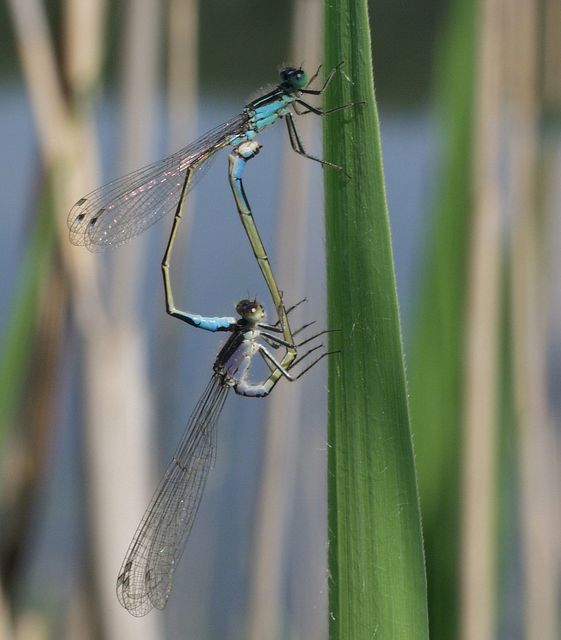 Ischnura elegans pontica - kéköves légivadász