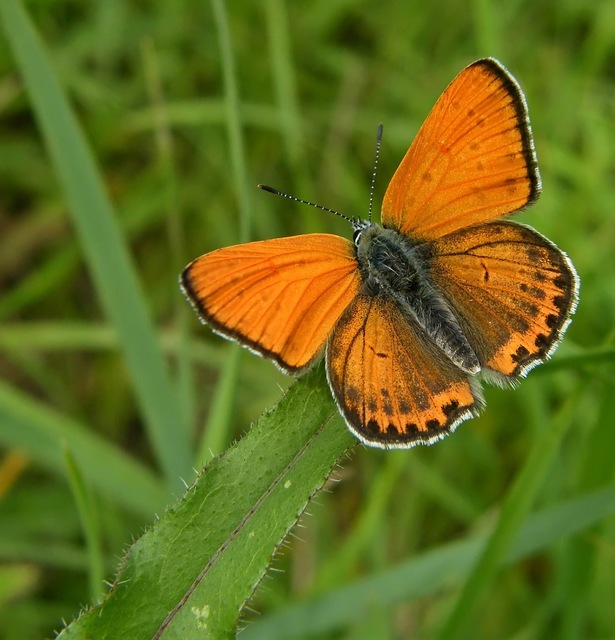 Lycaena thersamon - kis tűzlepke