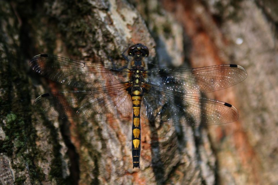 Leucorrhinia pectoralis - lápi álarcos-szitakötő