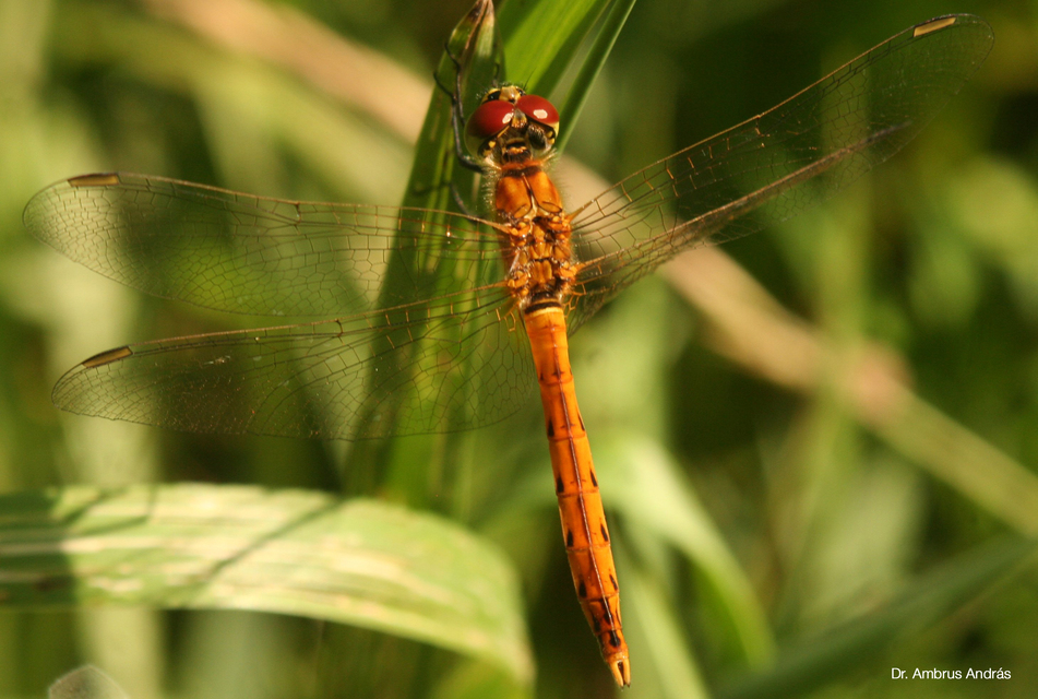 Sympetrum depressiusculum - ékfoltos katona-szitakötő