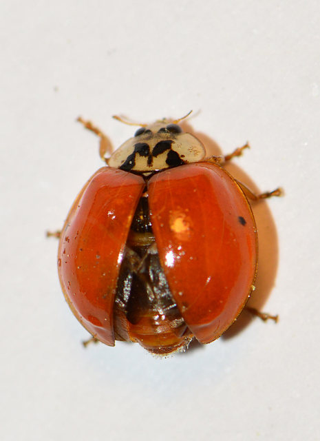 Harmonia axyridis - harlekinkatica