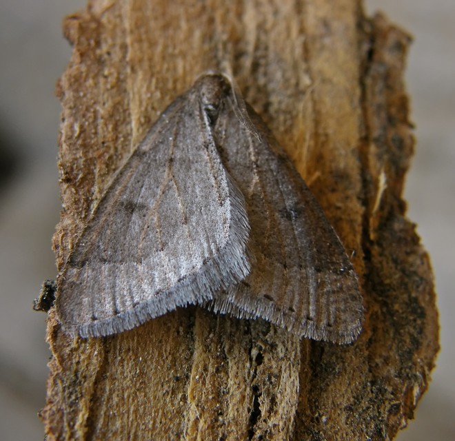 Theria rupicapraria - tavaszi kökényaraszoló